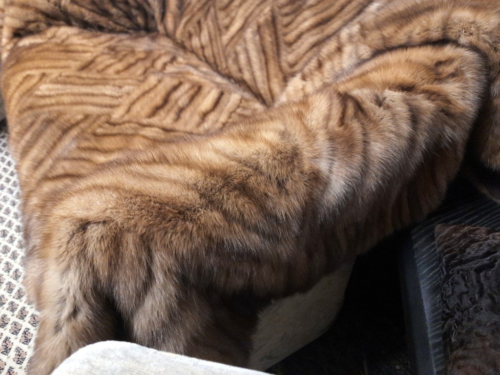 Zobeldecke auf der Couch in der Nahsicht.